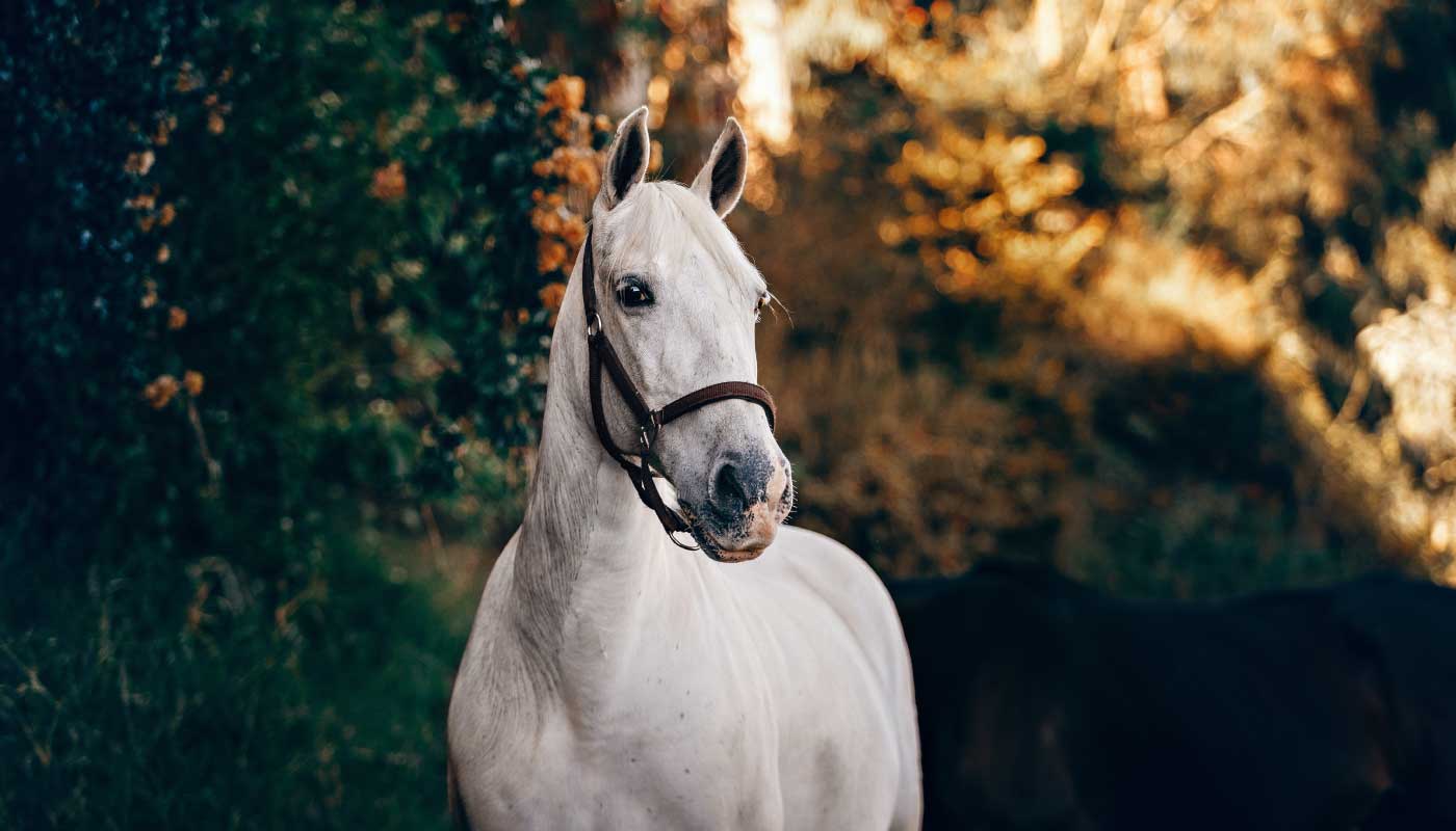 Backture organics celebra el día mundial de los animales